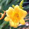 Daylily 'Stella d'Oro'