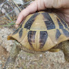 Eastern Hermann's tortoise (ονυχοχελώνα)