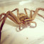疾走異足蛛 , giant crab spider, banana spider