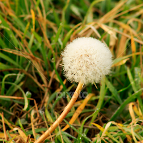 dandelion by Daniel Pacurici - Flowers Flowers in the Wild
