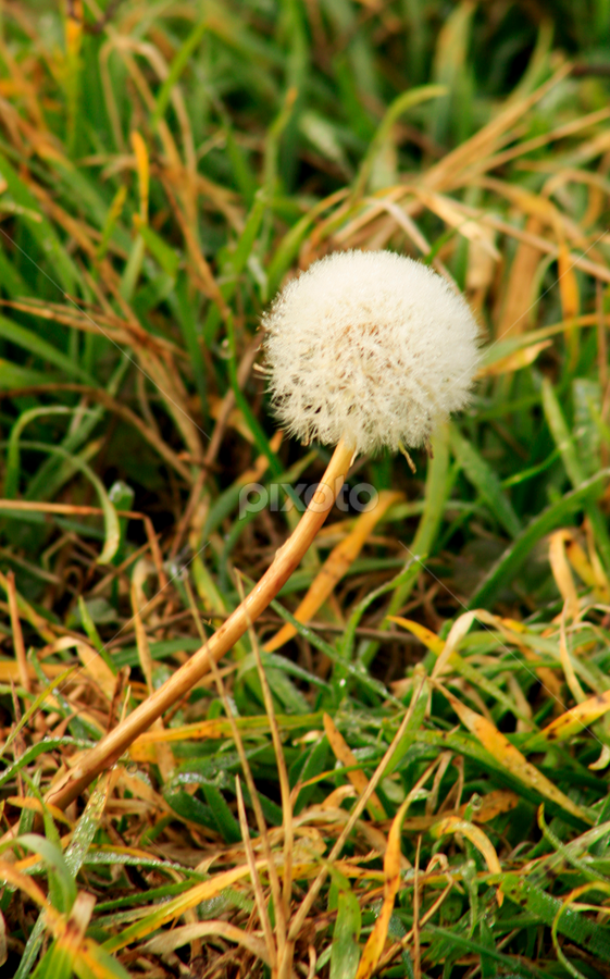 dandelion by Daniel Pacurici - Flowers Flowers in the Wild
