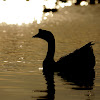 Swan Goose (domestic)