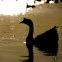 Swan Goose (domestic)