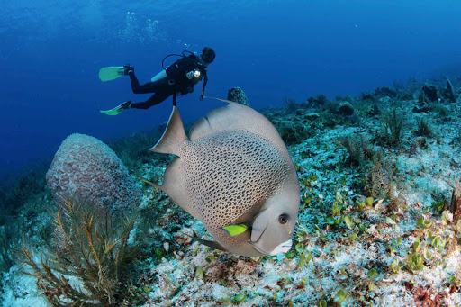 A diver follows a gray angelfish in the waters near Cozumel.
