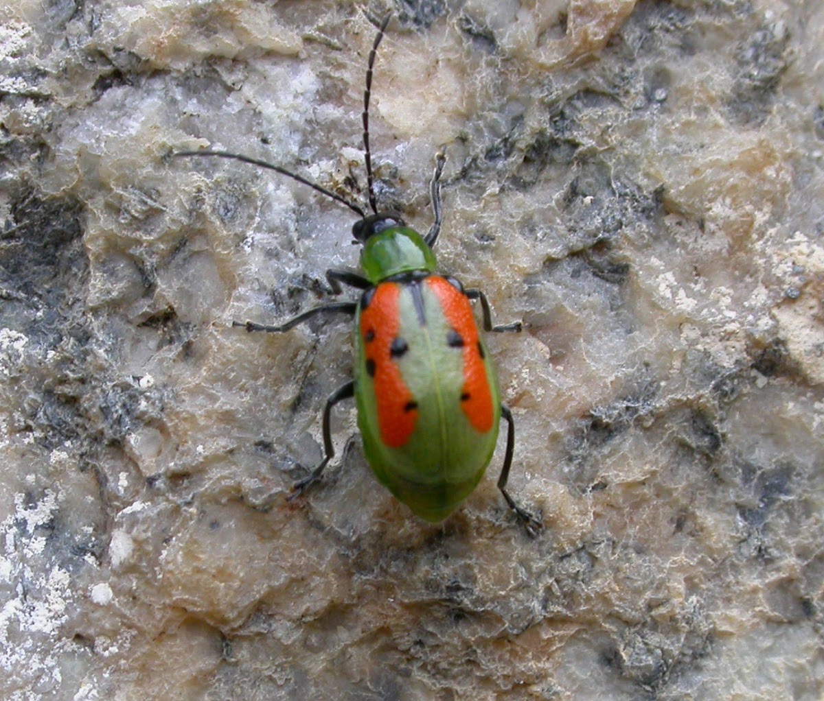 Green and orange leaf beetle
