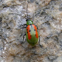 Green and orange leaf beetle