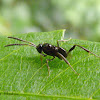 Ensign Wasp (Probably female)