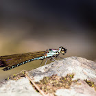 Damselfly