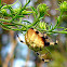 Shamrock Orb Weaver Spider