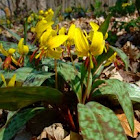 Trout Lily