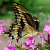 Eastern Giant Swallowtail