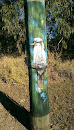 Kookaburra on Watch Mural