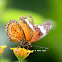 Orange Lacewing - Butterfly