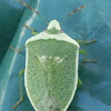 Southern green stinkbug