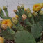 Prickly Pear