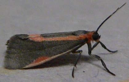 Subject Lichen Moth