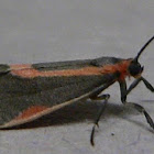 Subject Lichen Moth