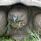 Galápagos Giant Tortoise