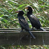 Reed cormorant/Long-tailed cormorant