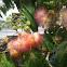 Mimosa - Persian Silk Tree