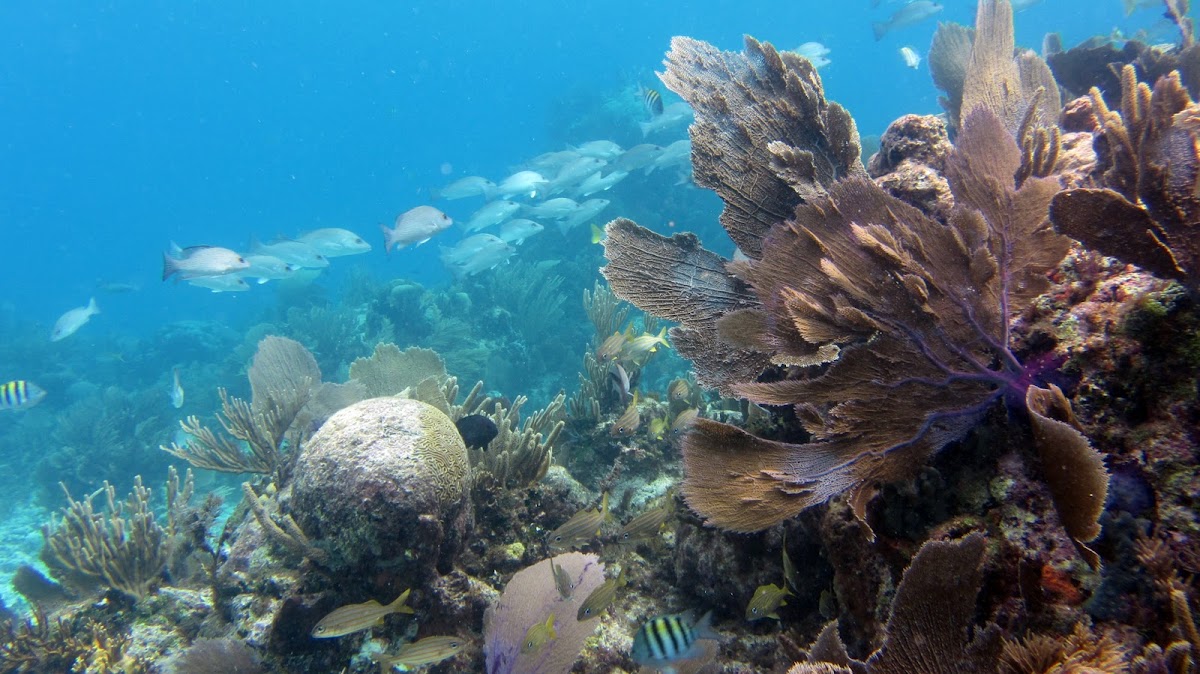 Common sea fan