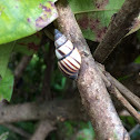 Lined Tree Snail