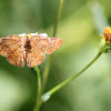 Curve-winged Metalmark