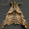 Dark-spotted Palthis Moth