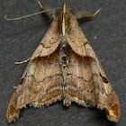 Dark-spotted Palthis Moth