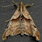 Dark-spotted Palthis Moth