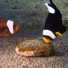 Saddleback Anemonefish/Clownfish