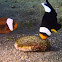 Saddleback Anemonefish/Clownfish