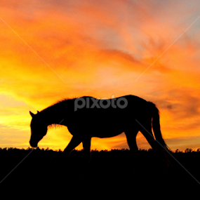 by BJ Williamson - Animals Horses