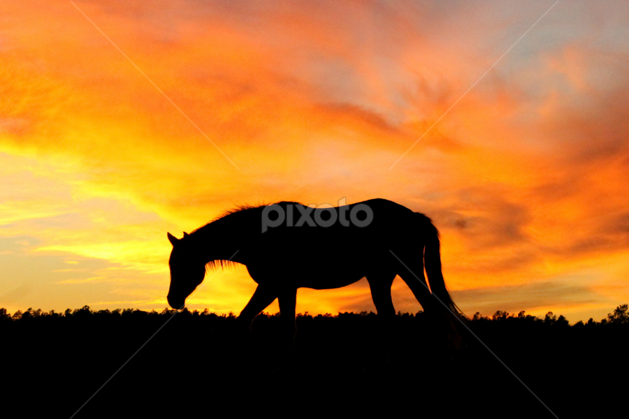 by BJ Williamson - Animals Horses