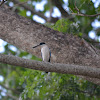 White-collared Kingfisher