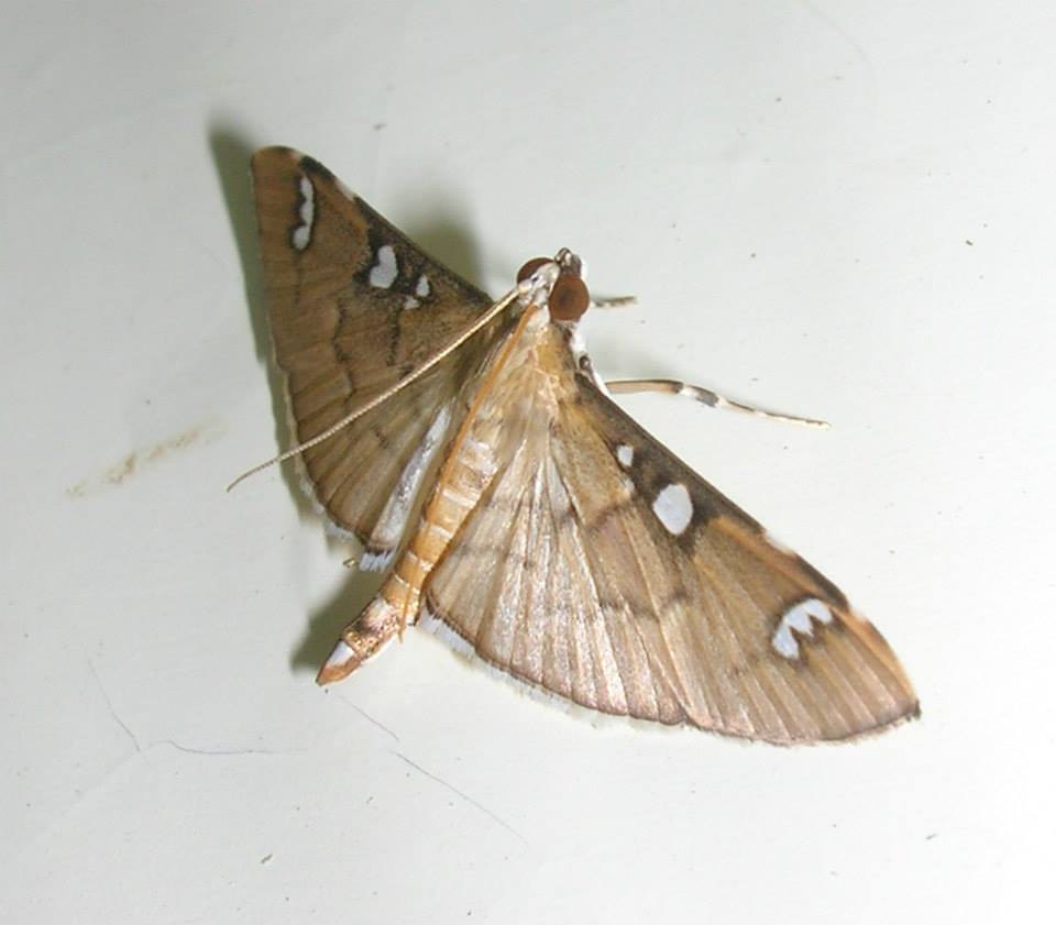 Crambid Moth