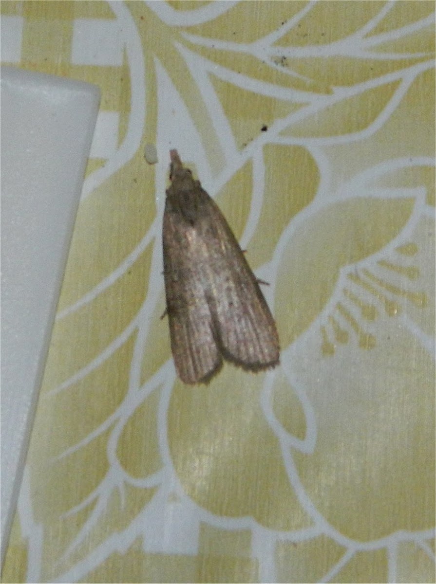 Calamotropha moth ♀