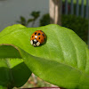Joaninha (Asian Ladybug)