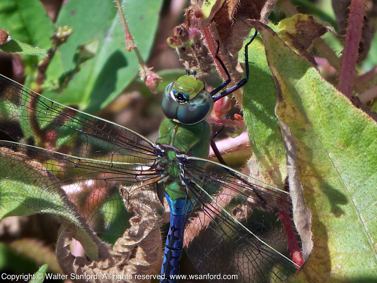 Common Green Darner dragonfly (young male)