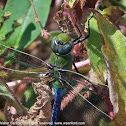 Common Green Darner dragonfly (young male)