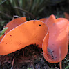 Orange Peel Fungus 