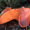 Orange Peel Fungus 