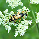 Spotted Longhorn