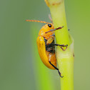 Yellow Beetle