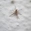 Nursery Web Spider (Aranha-de-berçário)