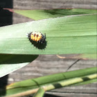 Asian Lady Beetle (larva)