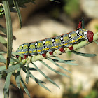 Spurge Hawkmoth Caterpillar