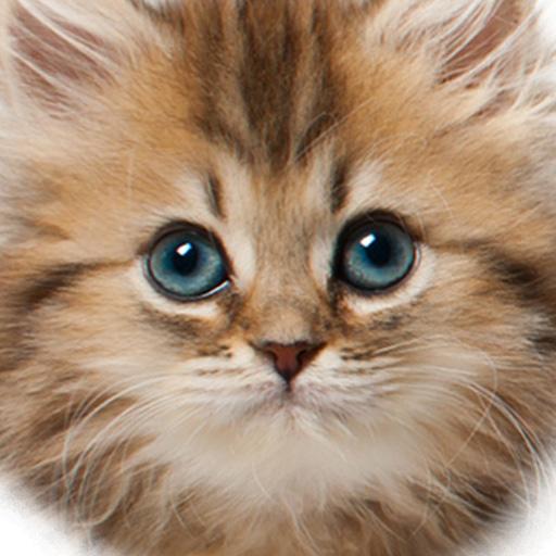 Kitten Sniffer 2 模擬 App LOGO-APP開箱王