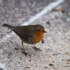 European Robin