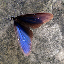 Long Branded Blue Crow